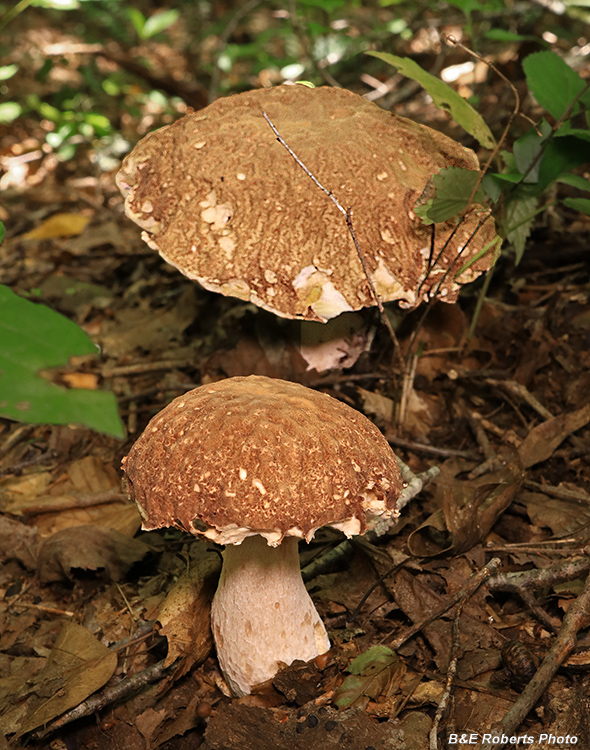 Boletes