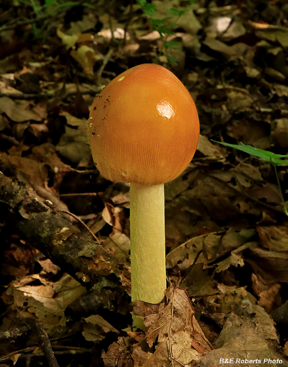 Amanita