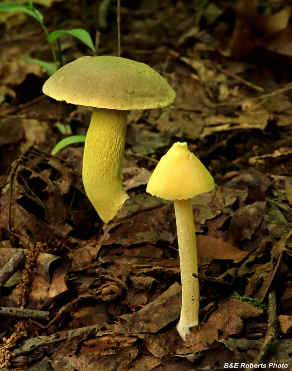 Bolete