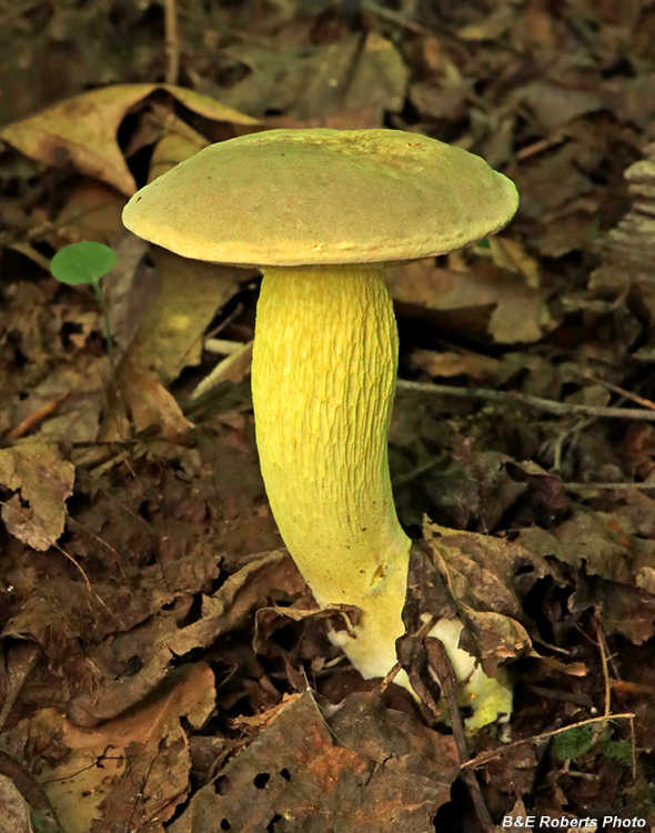 Bolete