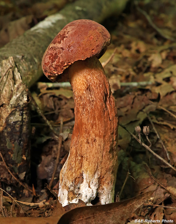 Bolete