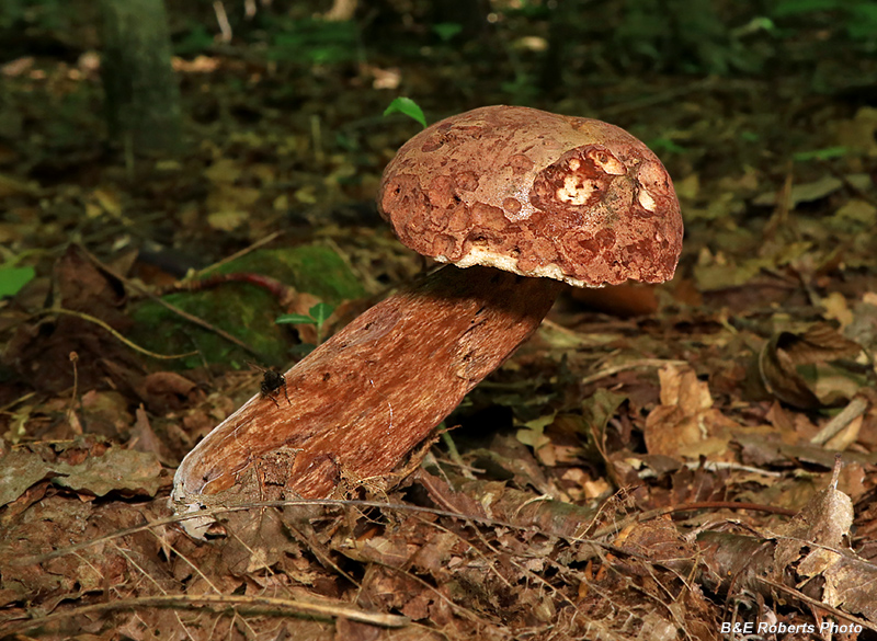 Bolete