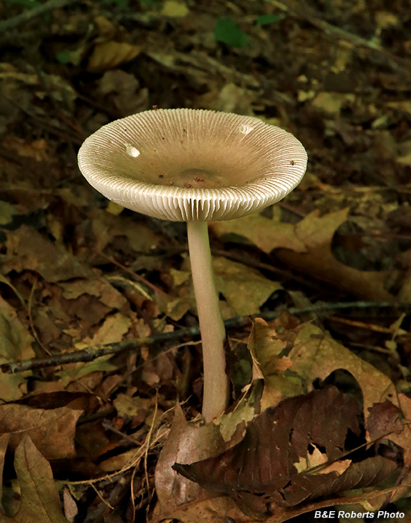 Amanita