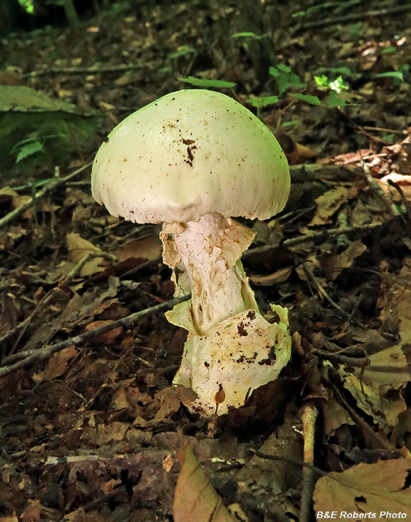 Amanita