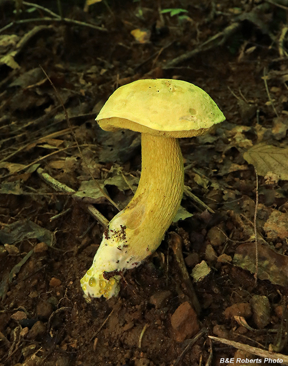 Bolete