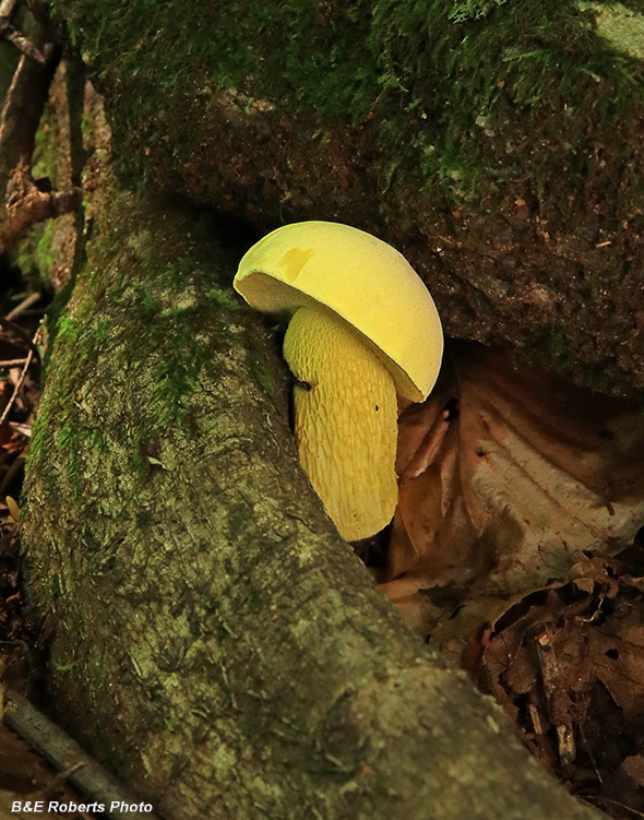 Bolete