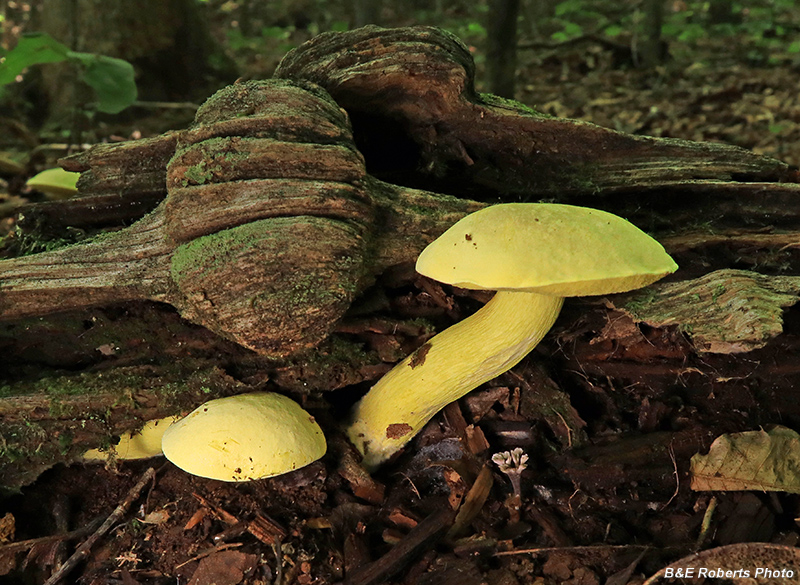 Bolete