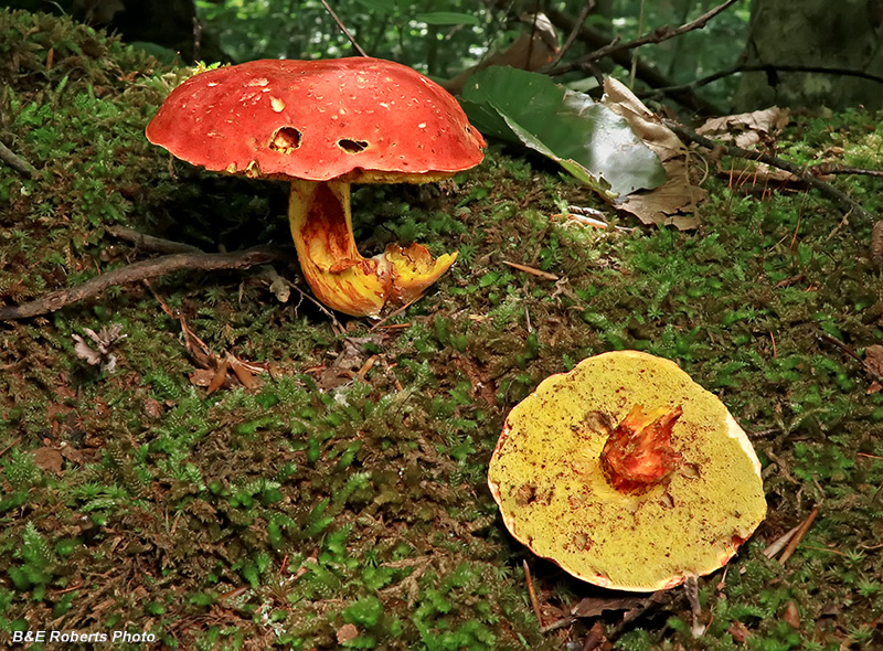 Bolete