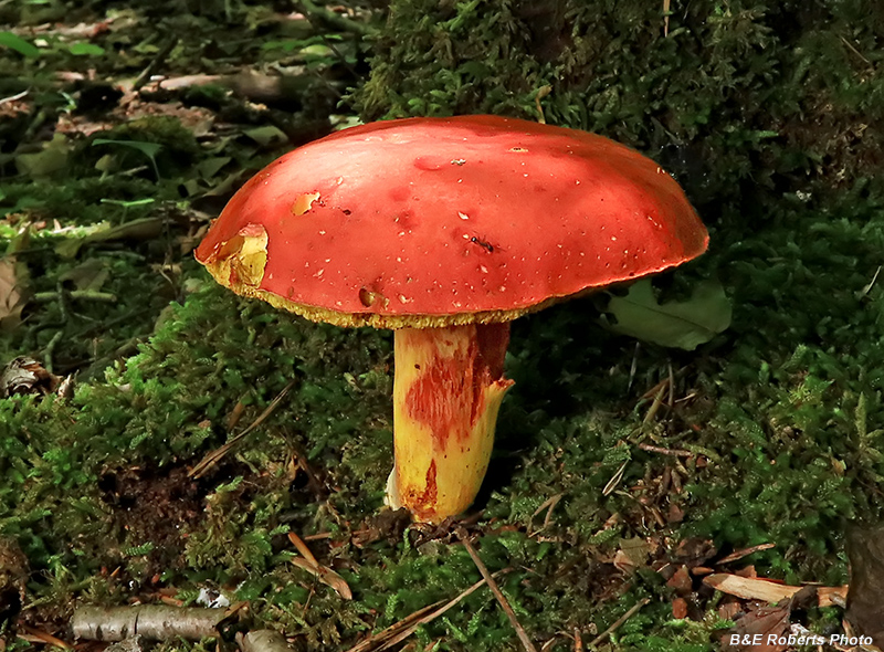 Bolete