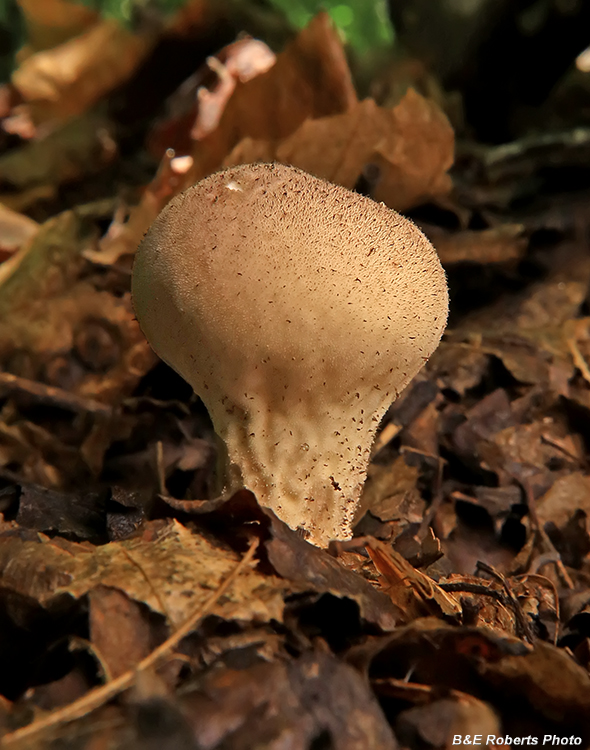 Puffball