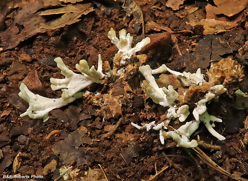 Coral_fungi?