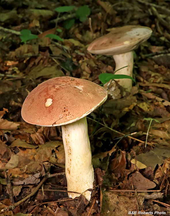 Boletes