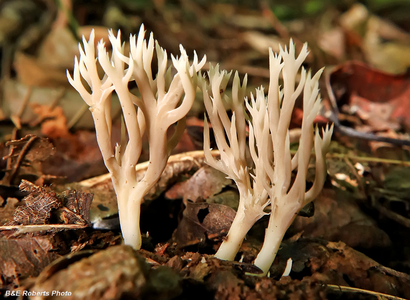 Coral_fungus