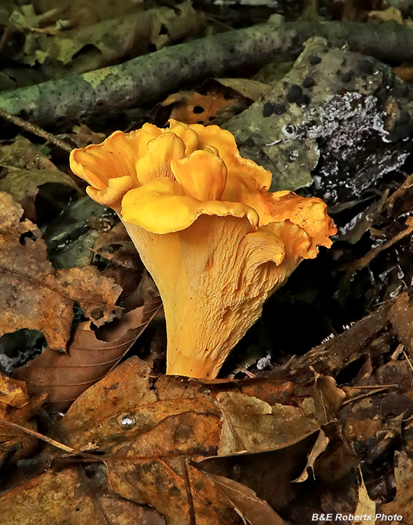 Chanterelle