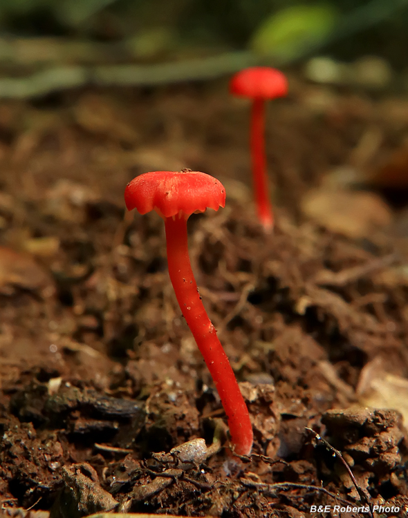 Waxcaps