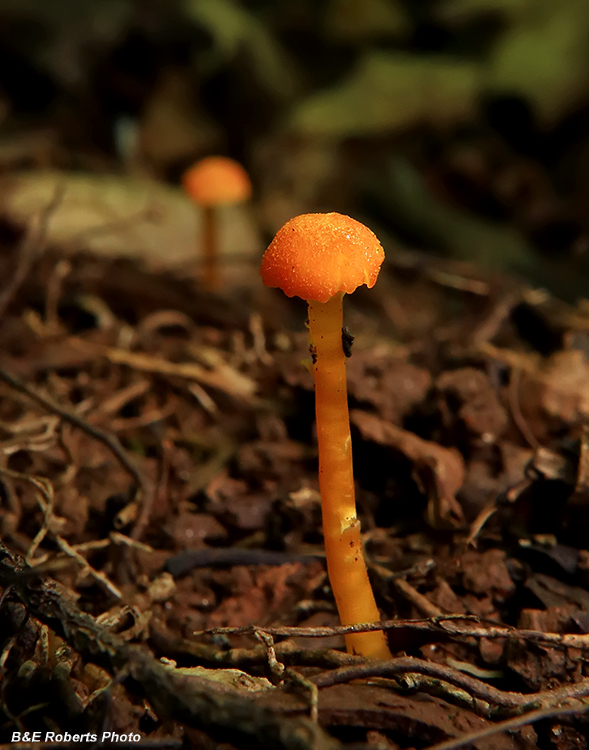 Waxcaps