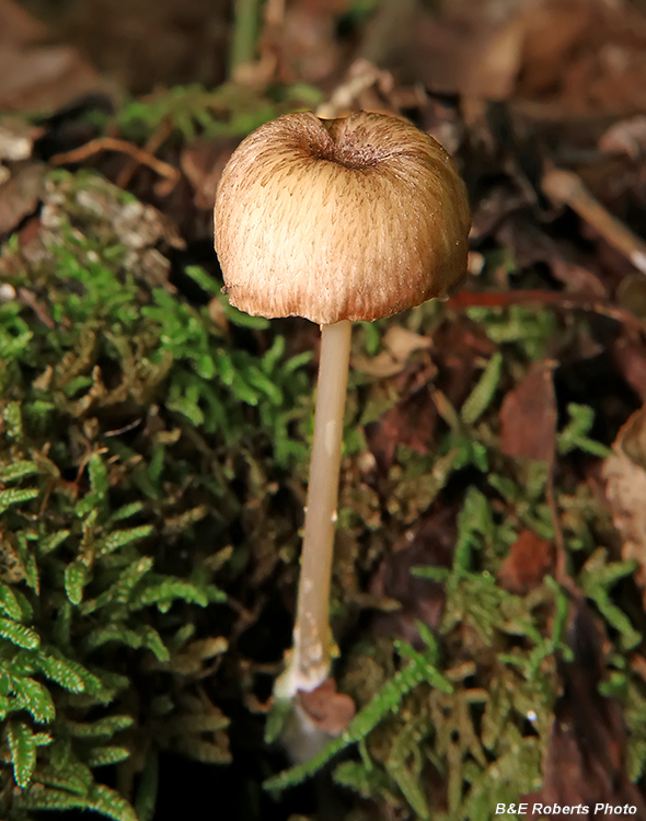 Entoloma