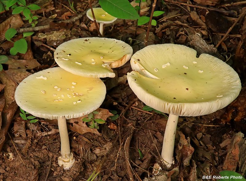 Amanita?