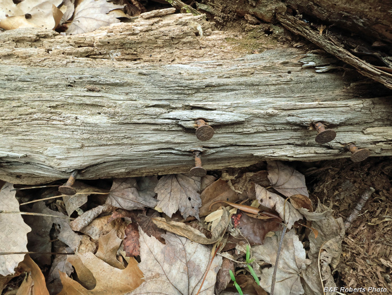 Log_Nails