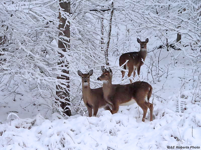 Christmas_deer