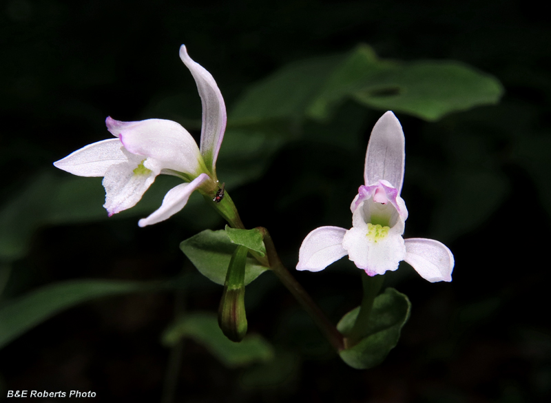 Three_Birds_Orchids