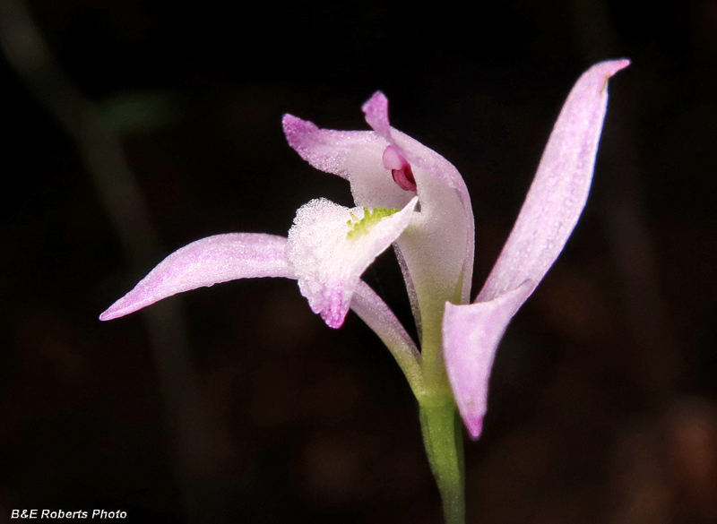 Three_Birds_Orchid