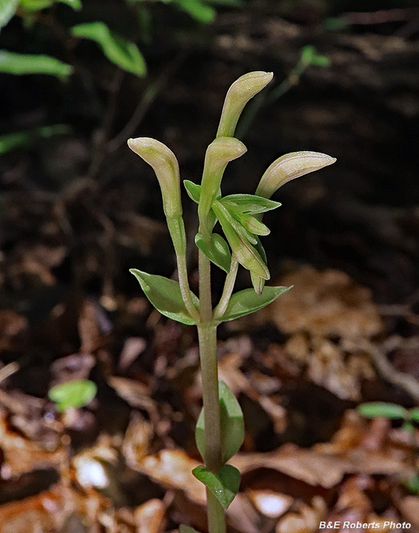 Three_Birds_Orchid_buds