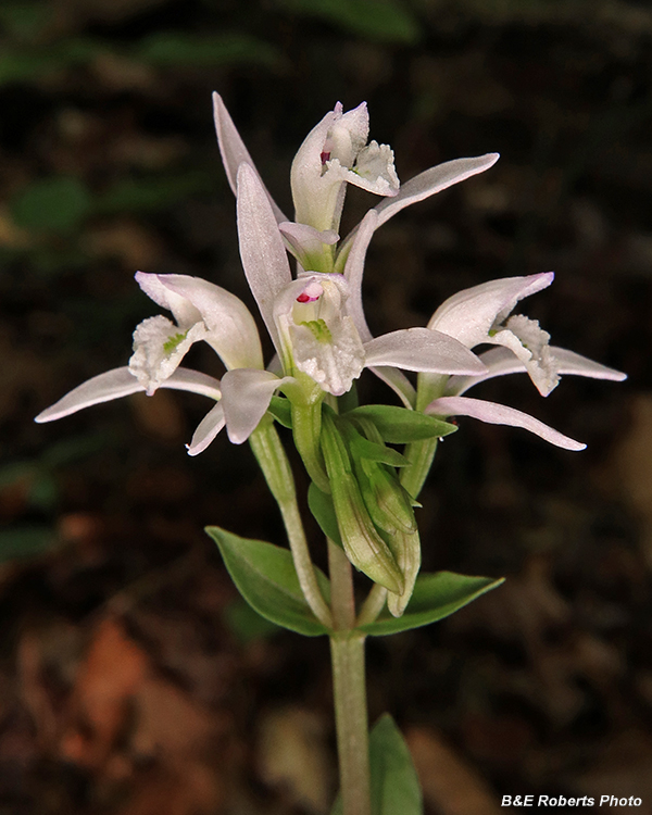 Four_Three_Birds_Orchid_flowers