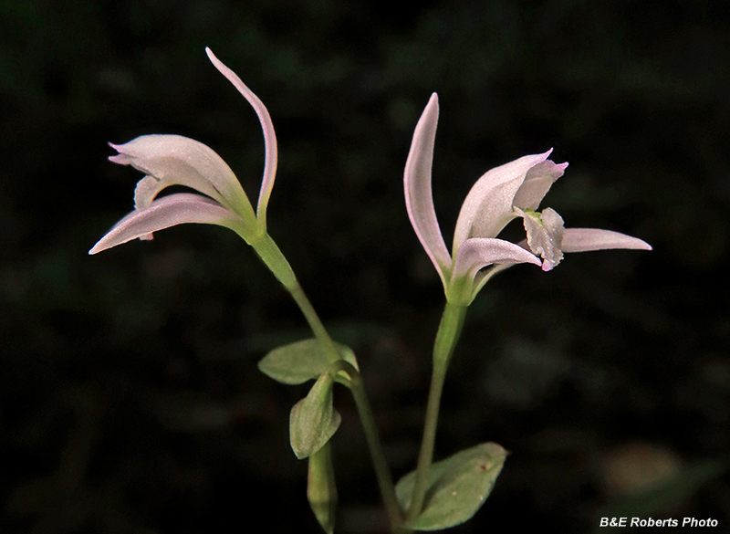 Three_Birds_Orchid_pair