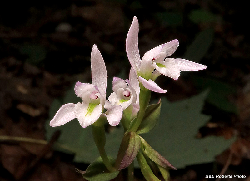 Three_Birds_Orchid_trio