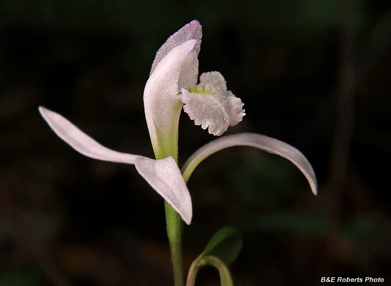 Three_Birds_Orchid