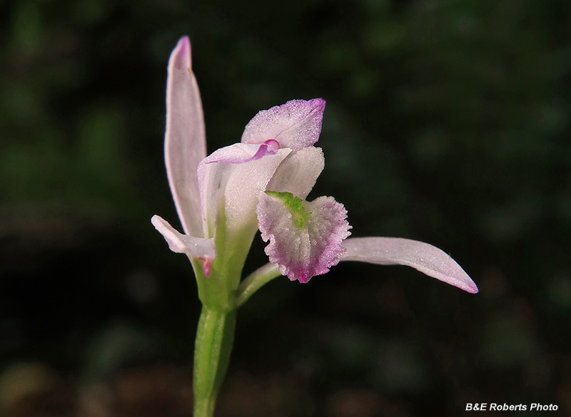 Three_Birds_Orchid