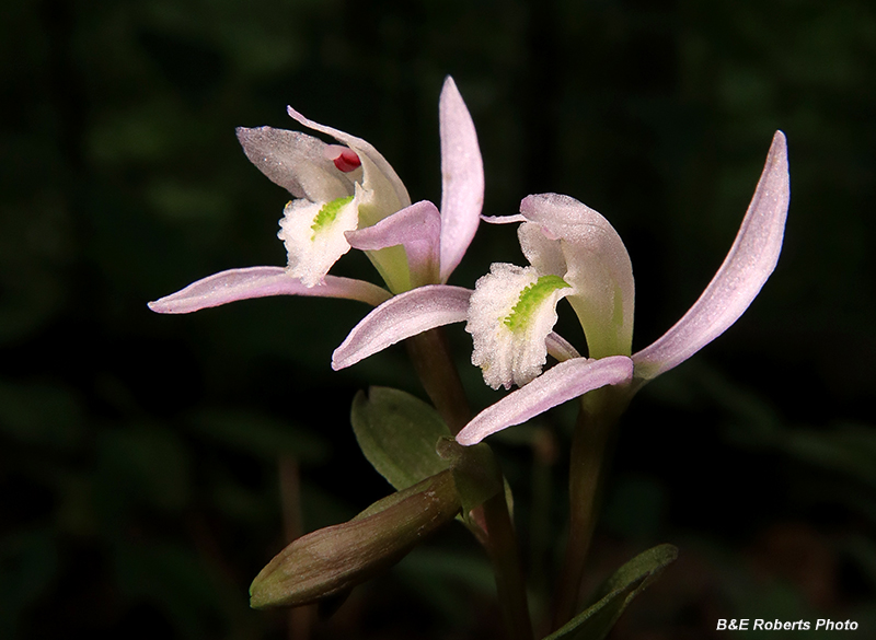 Three_Birds_Orchid_pair