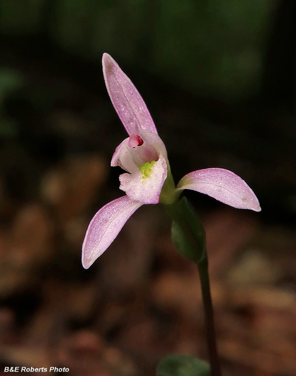 Three_Birds_Orchids_pair