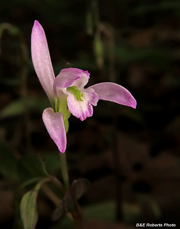 Three_Birds_Orchid