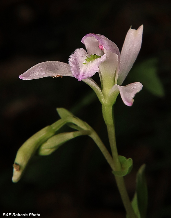 Three_Birds_Orchid