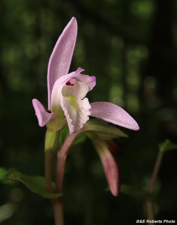 Three_Birds_Orchids