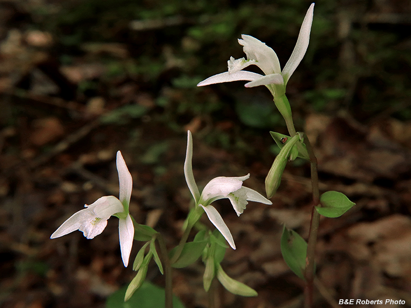 Three_Birds_Orchids_trio