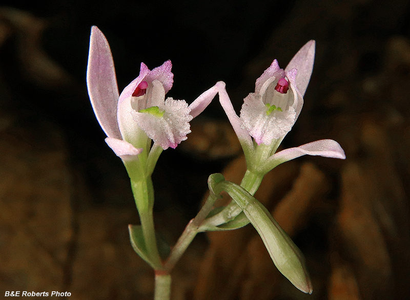 Three_Birds_Orchids_pair