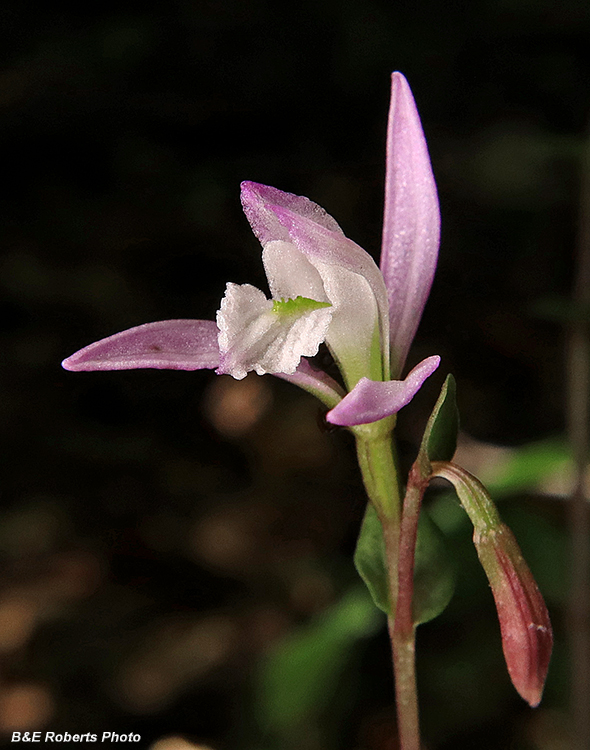 Three_Birds_Orchid