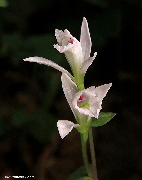 Three_Birds_Orchids_pair