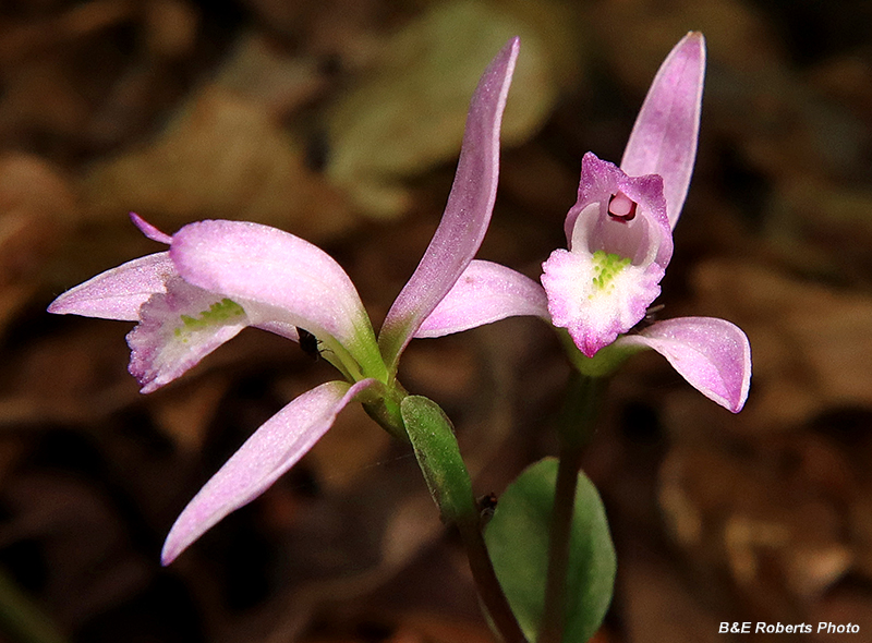 Three_Birds_Orchids_pair