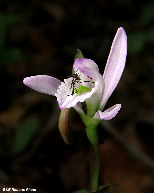 Three_Birds_Orchid