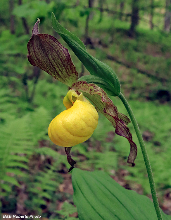 Yellow_Lady_Slipper