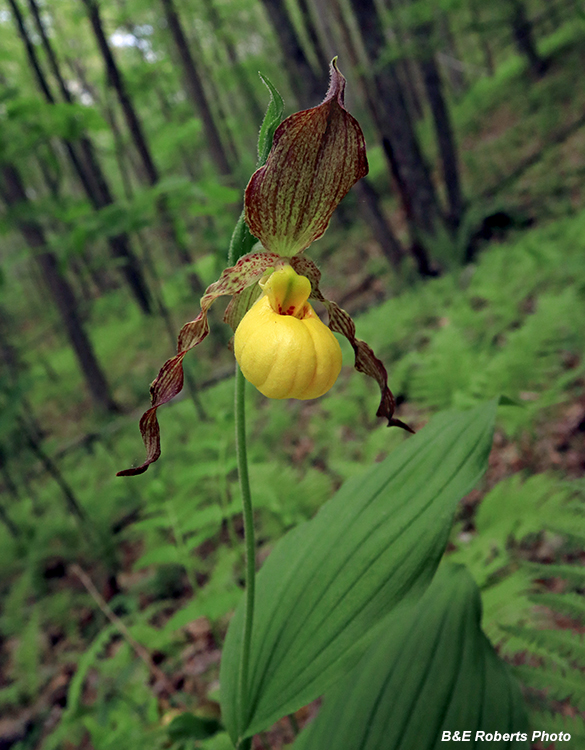 Yellow_Lady_Slipper