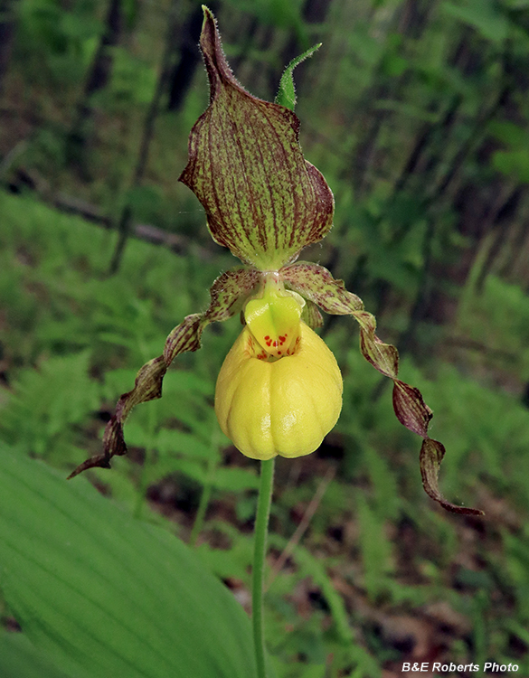 Yellow_Lady_Slipper