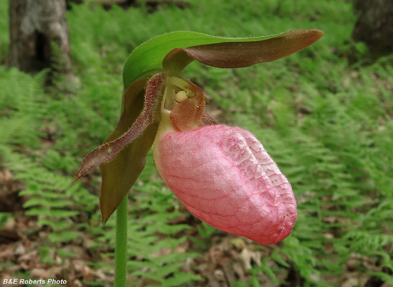 Pink_Lady_Slipper