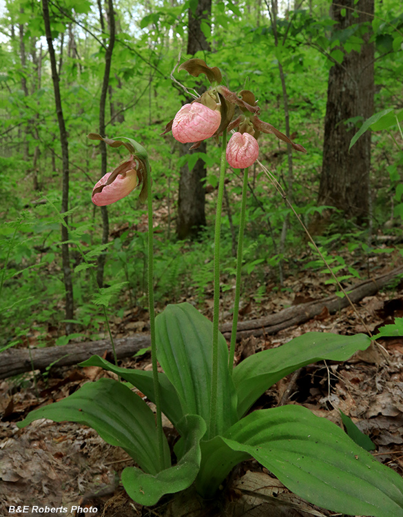 Pink_Lady_Slippers