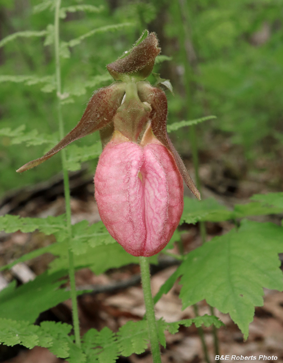 Pink_Lady_Slipper