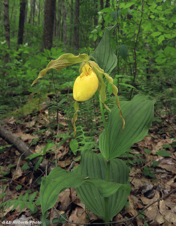 Yellow_Lady_Slipper